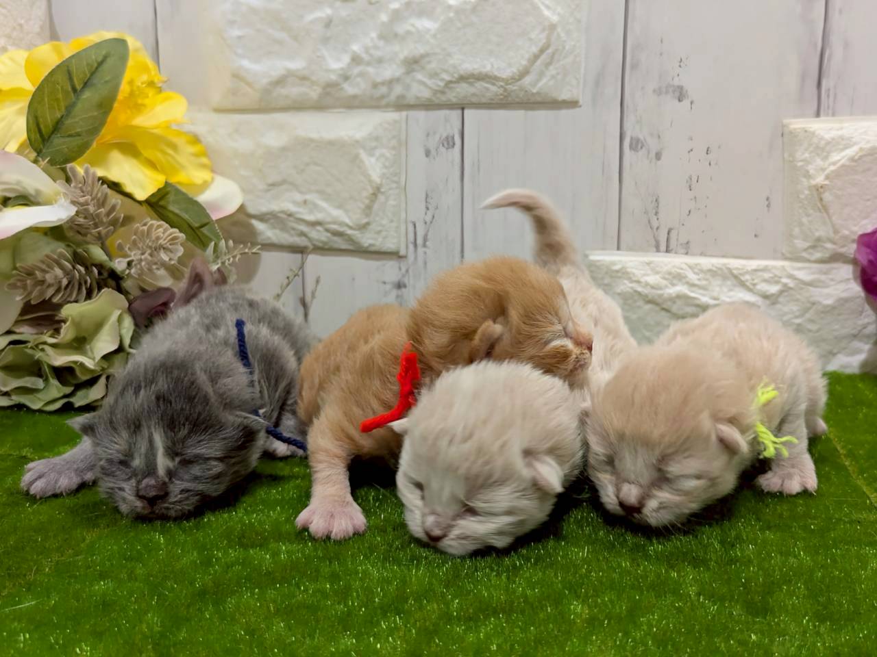 赤ちゃん写真1-3