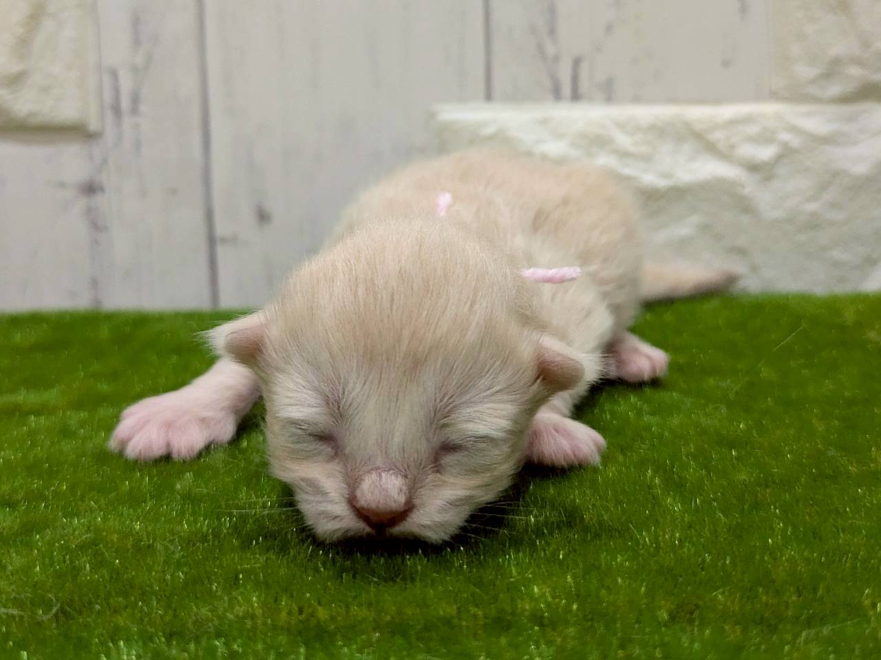 赤ちゃん写真1-1