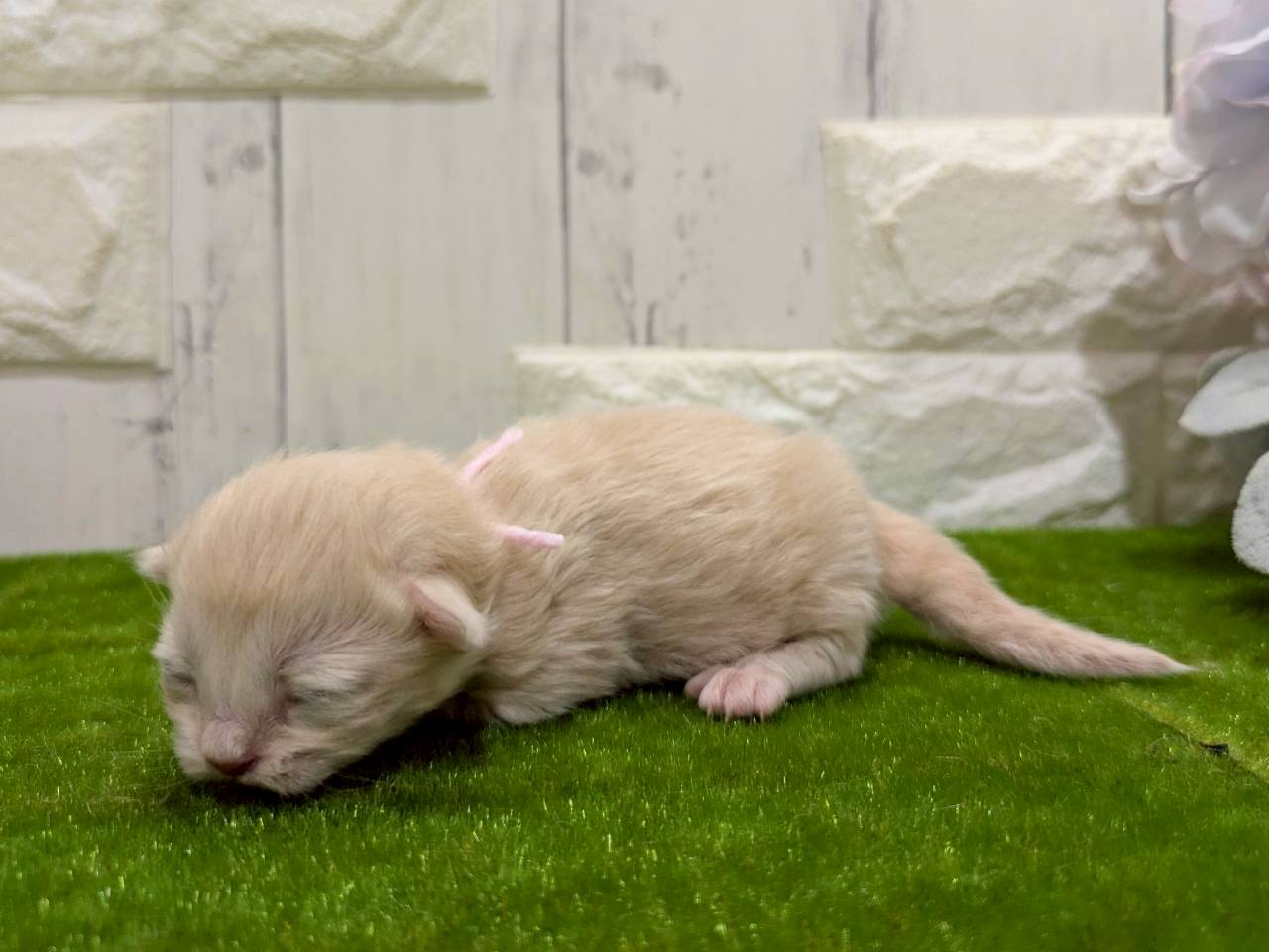 赤ちゃん写真1-2