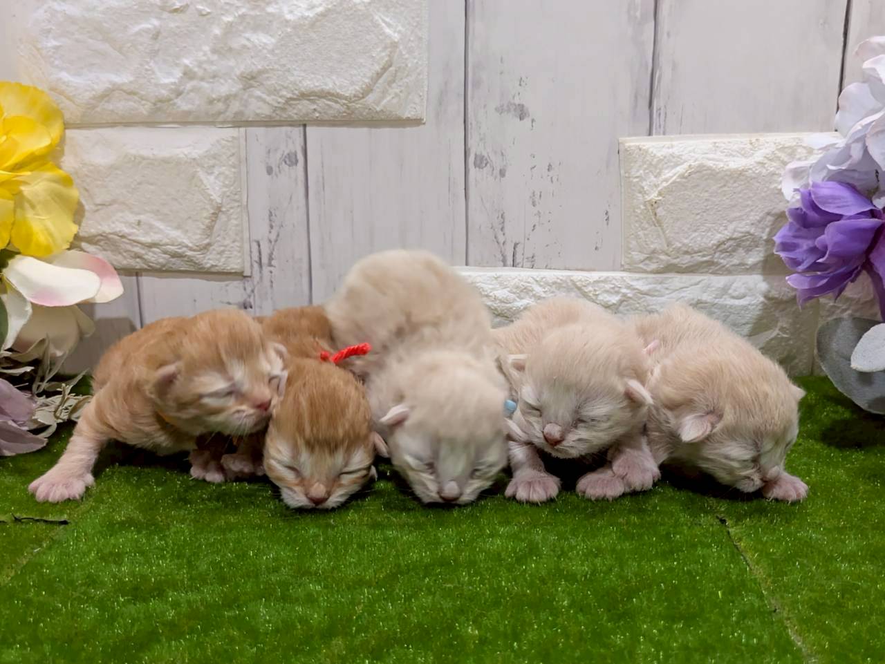 赤ちゃん写真1-3