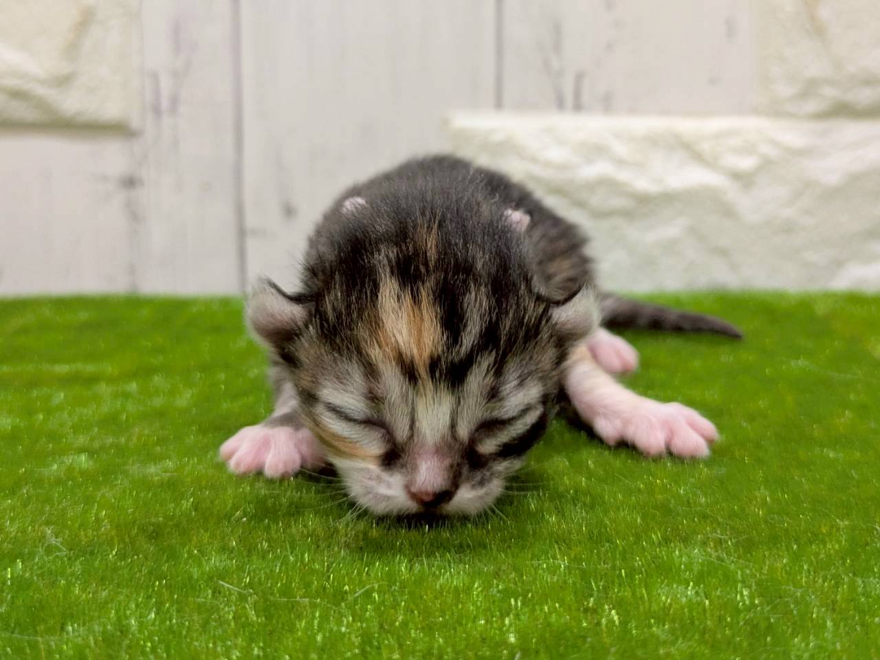 赤ちゃん写真1-1