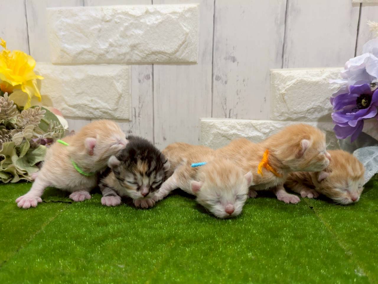 赤ちゃん写真1-3