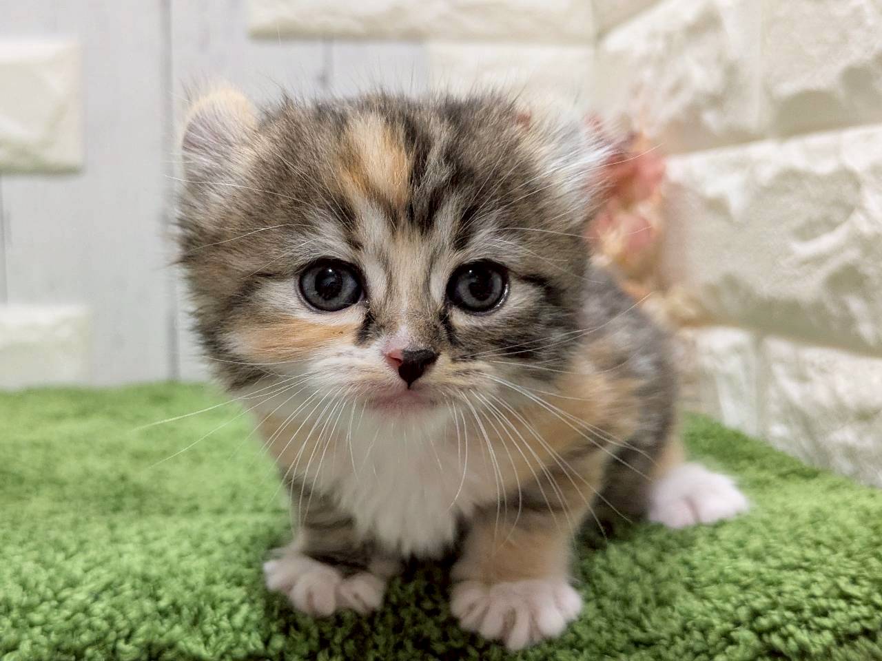 赤ちゃん写真2-1