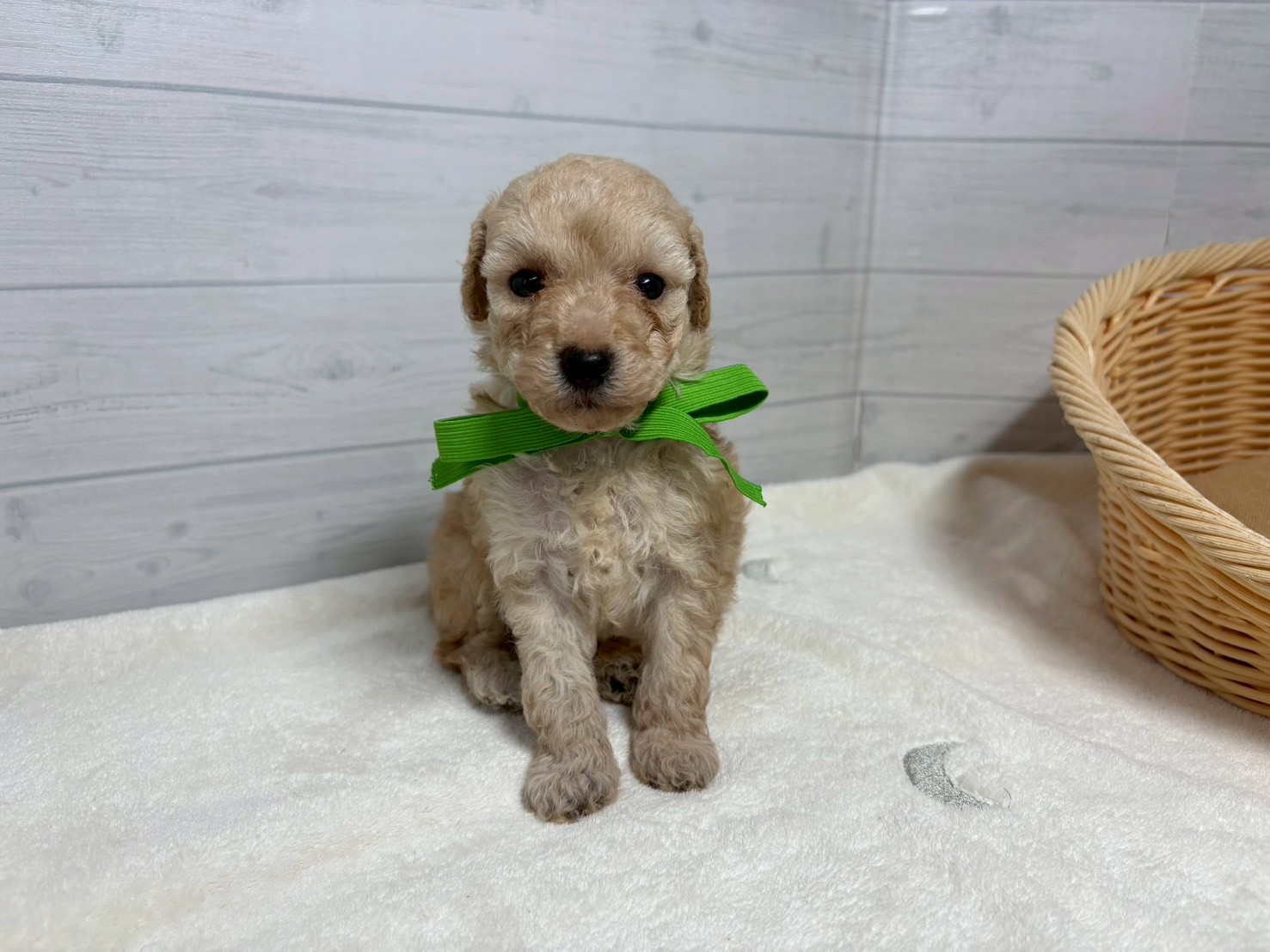 赤ちゃん写真2-1