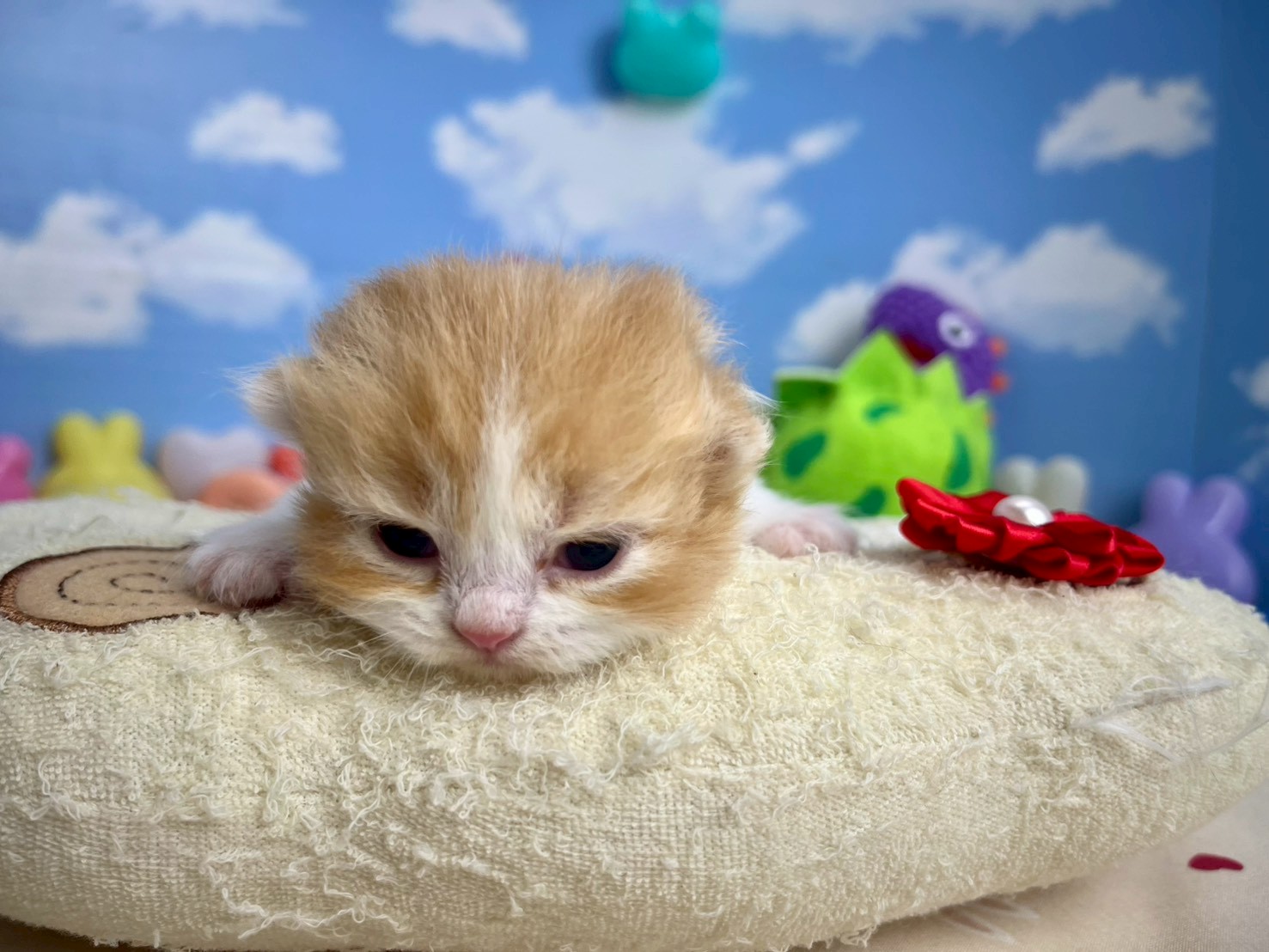 赤ちゃん写真1-1