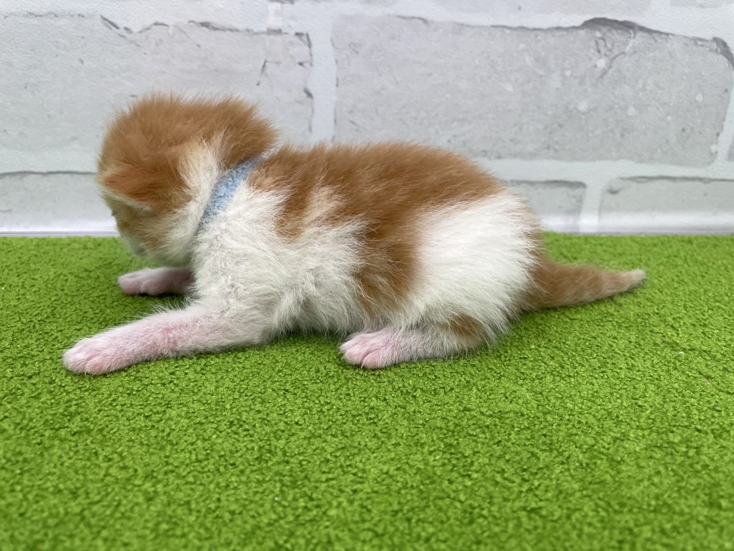 赤ちゃん写真1-2