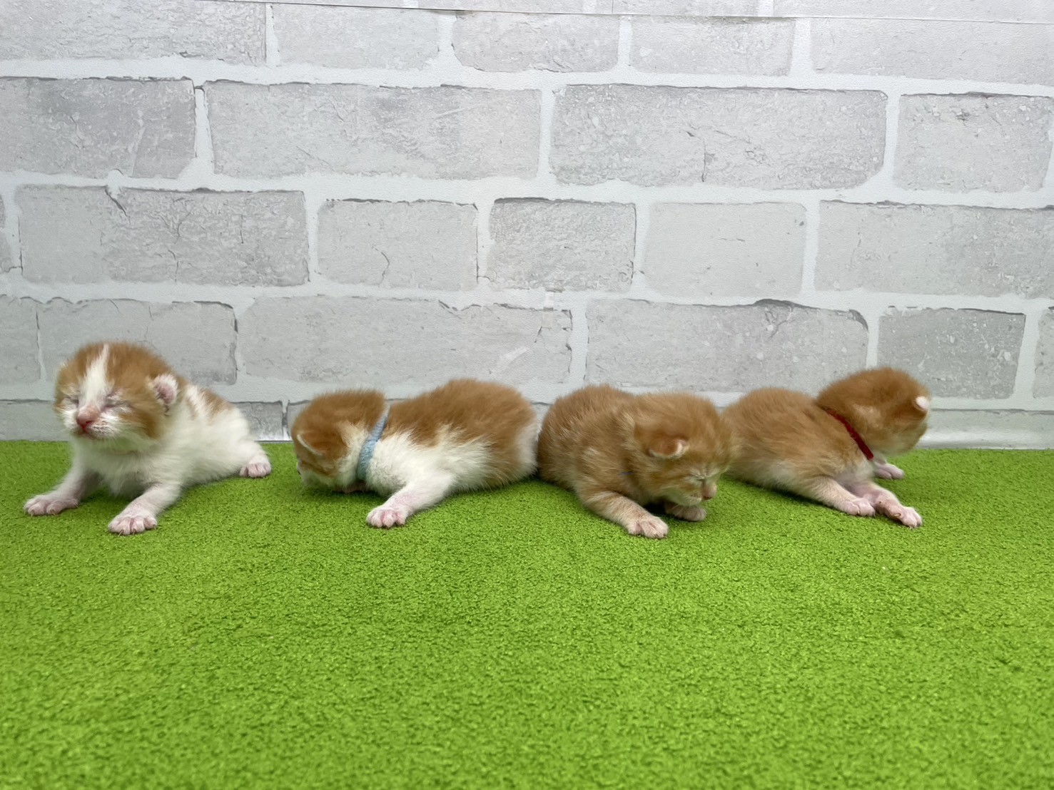 赤ちゃん写真1-3