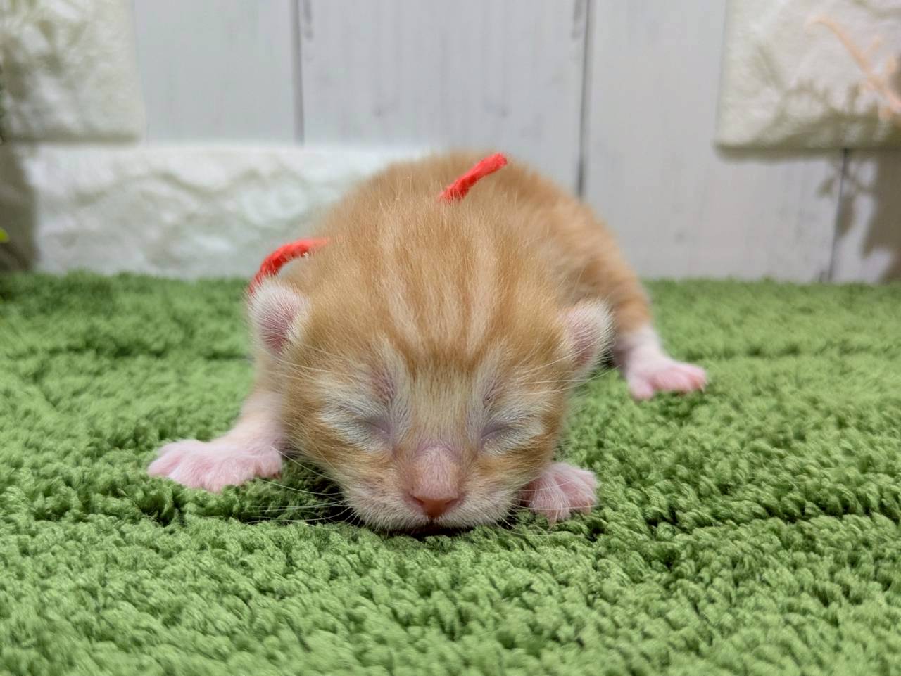 赤ちゃん写真1-1