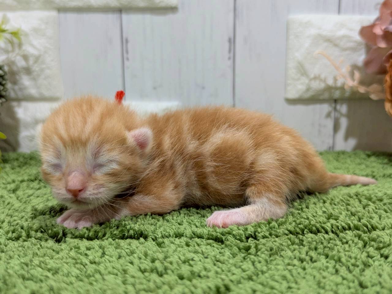 赤ちゃん写真1-2