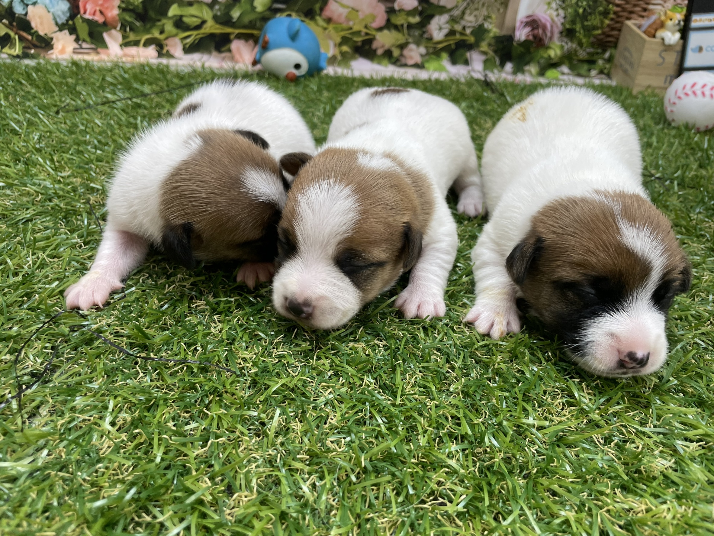 赤ちゃん写真1-3