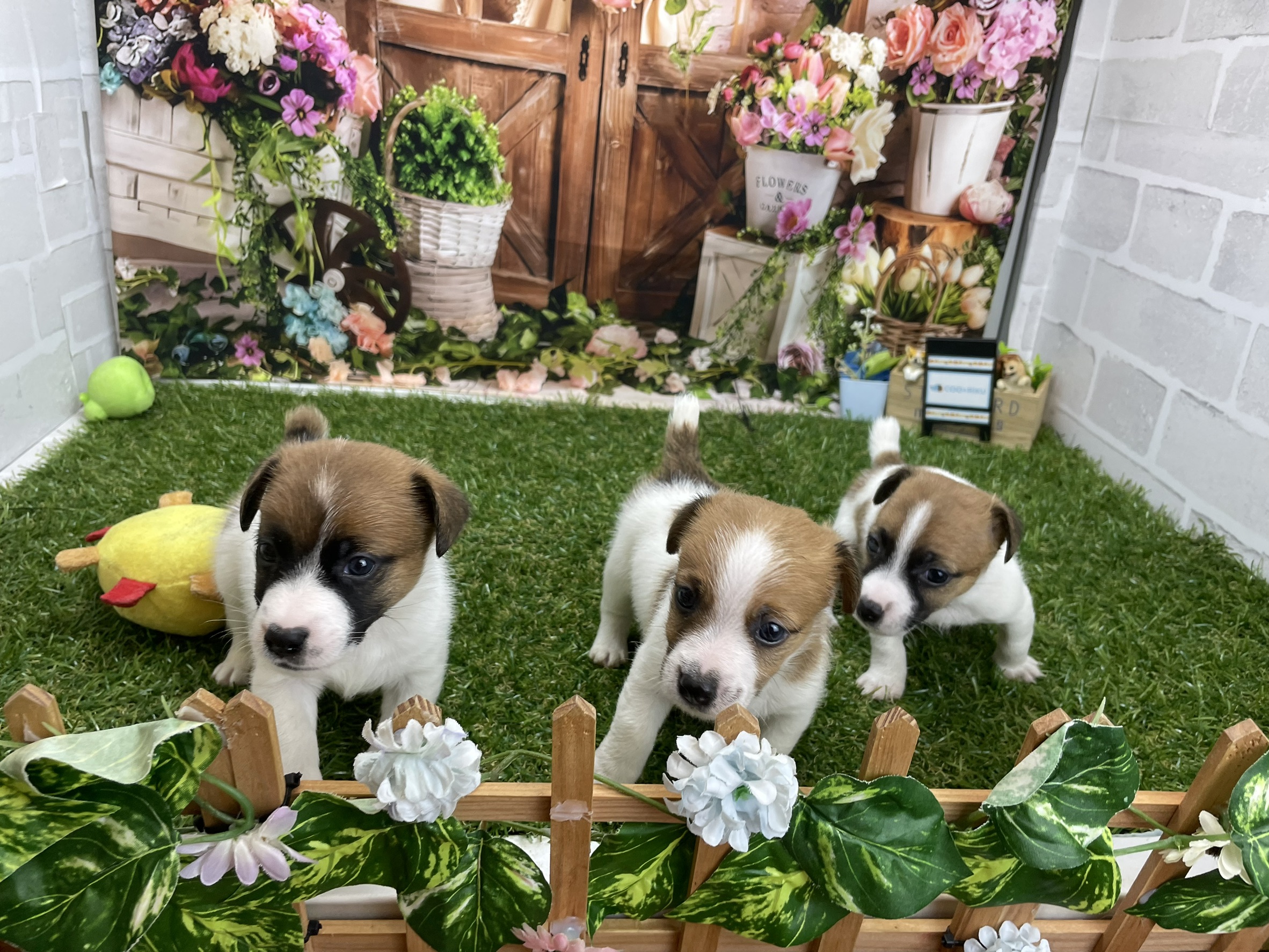 赤ちゃん写真2-3