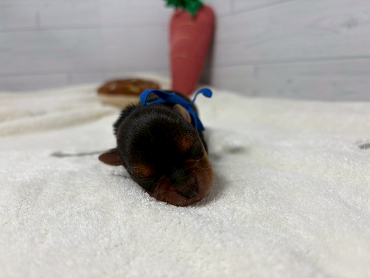 赤ちゃん写真1-1