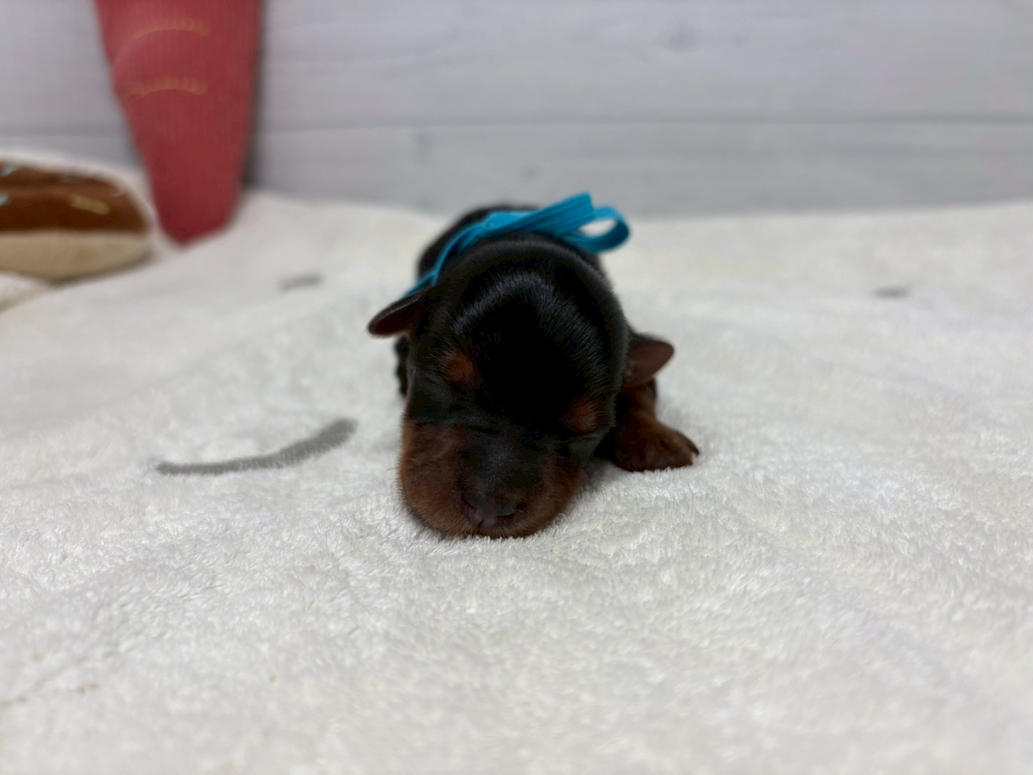 赤ちゃん写真1-1