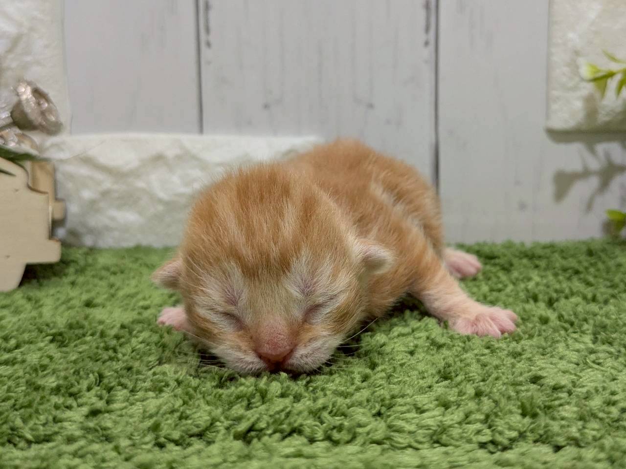 赤ちゃん写真1-1