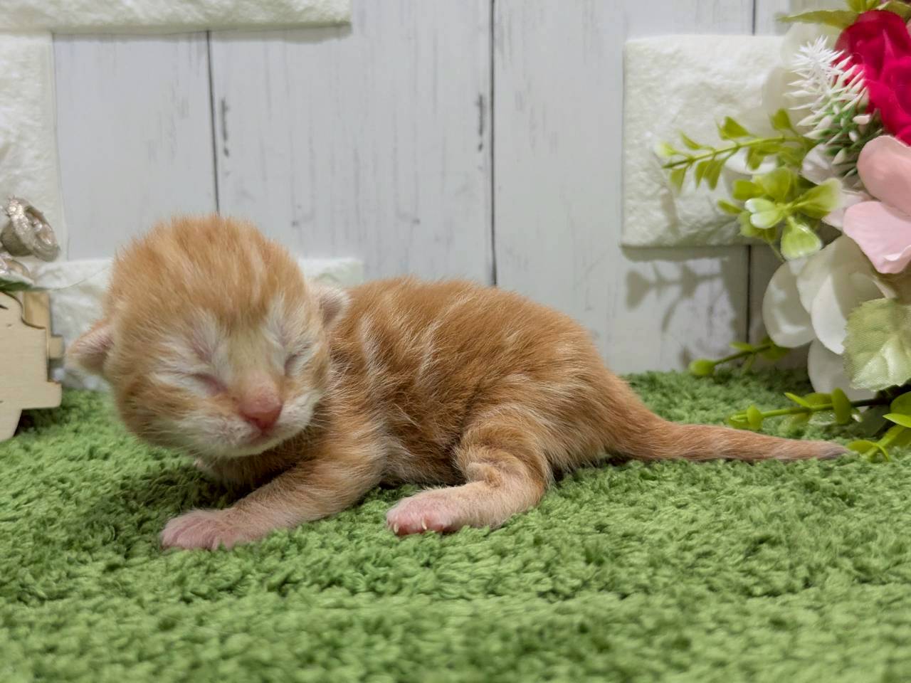 赤ちゃん写真1-2