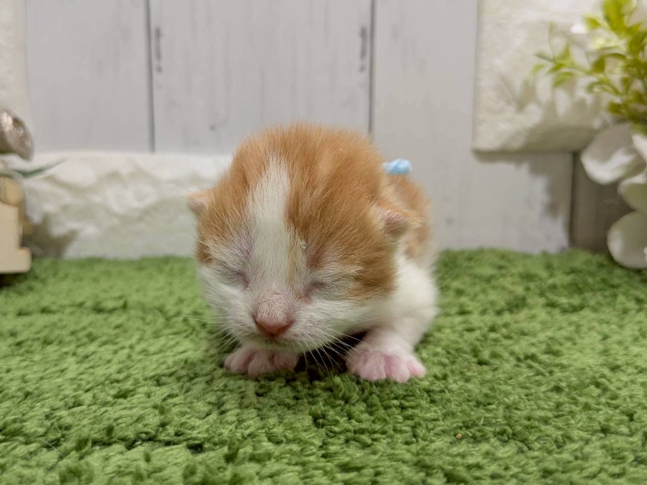 赤ちゃん写真1-1