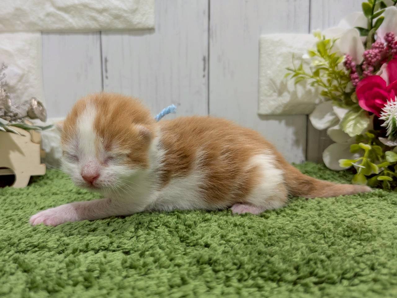赤ちゃん写真1-2