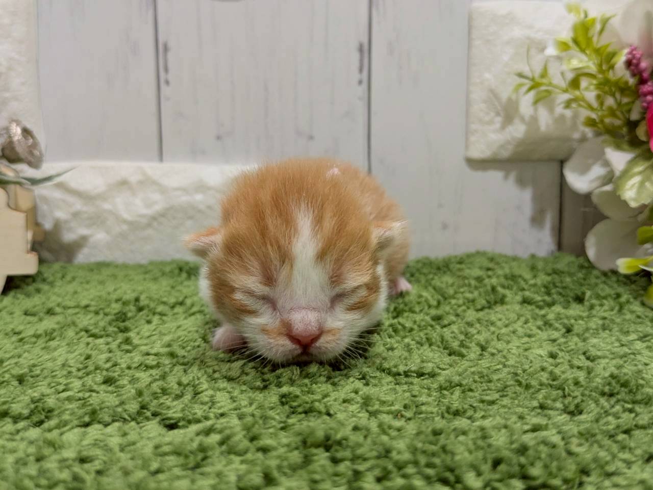 赤ちゃん写真1-1