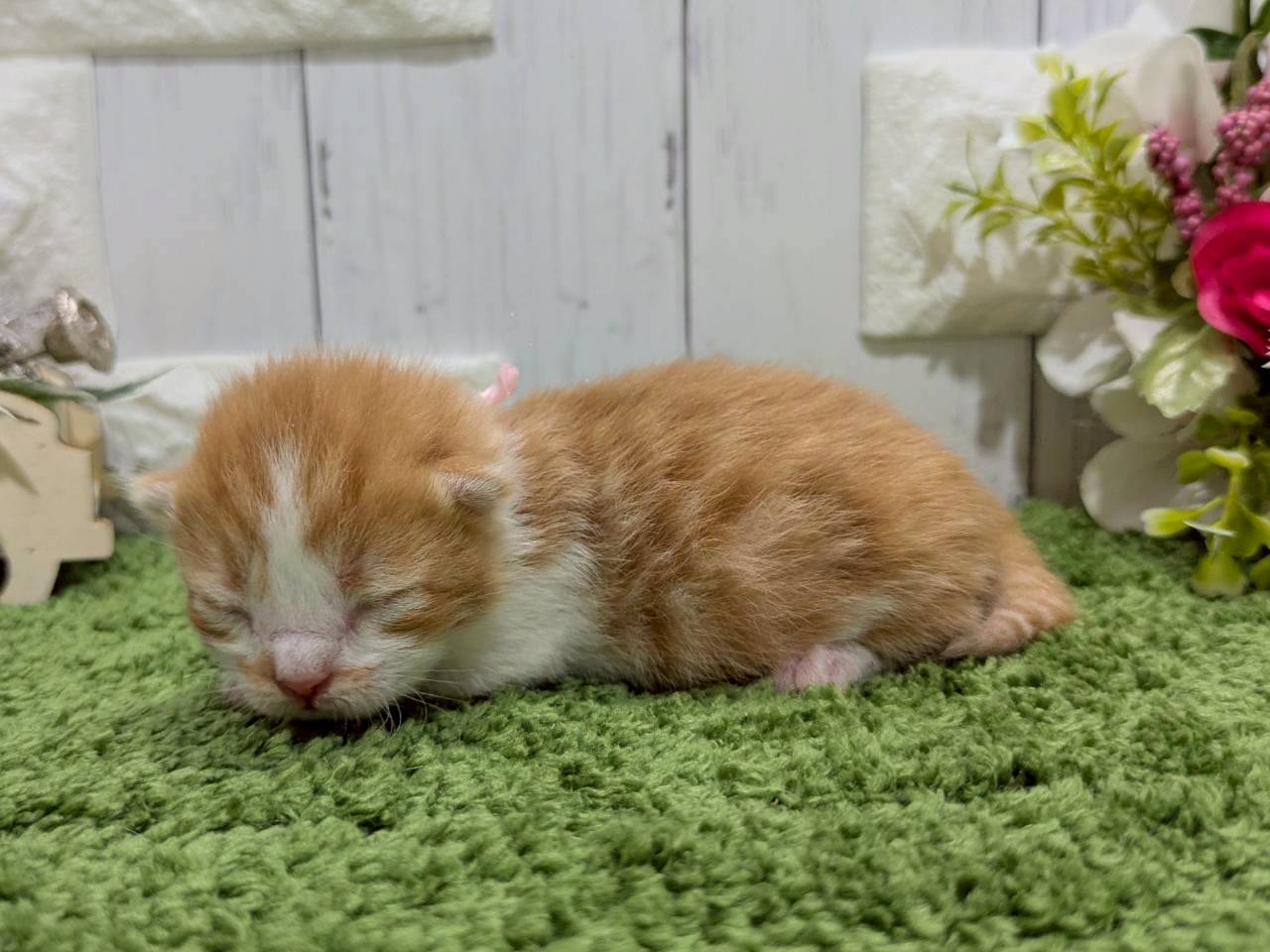 赤ちゃん写真1-2