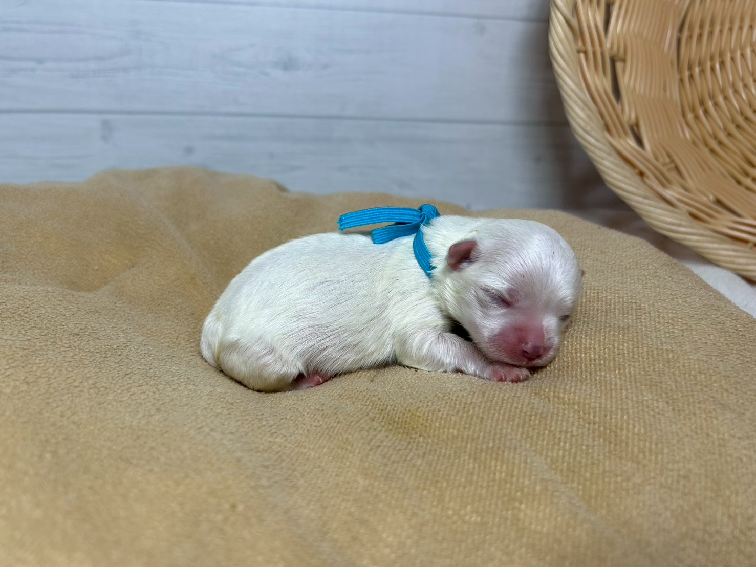 赤ちゃん写真1-2