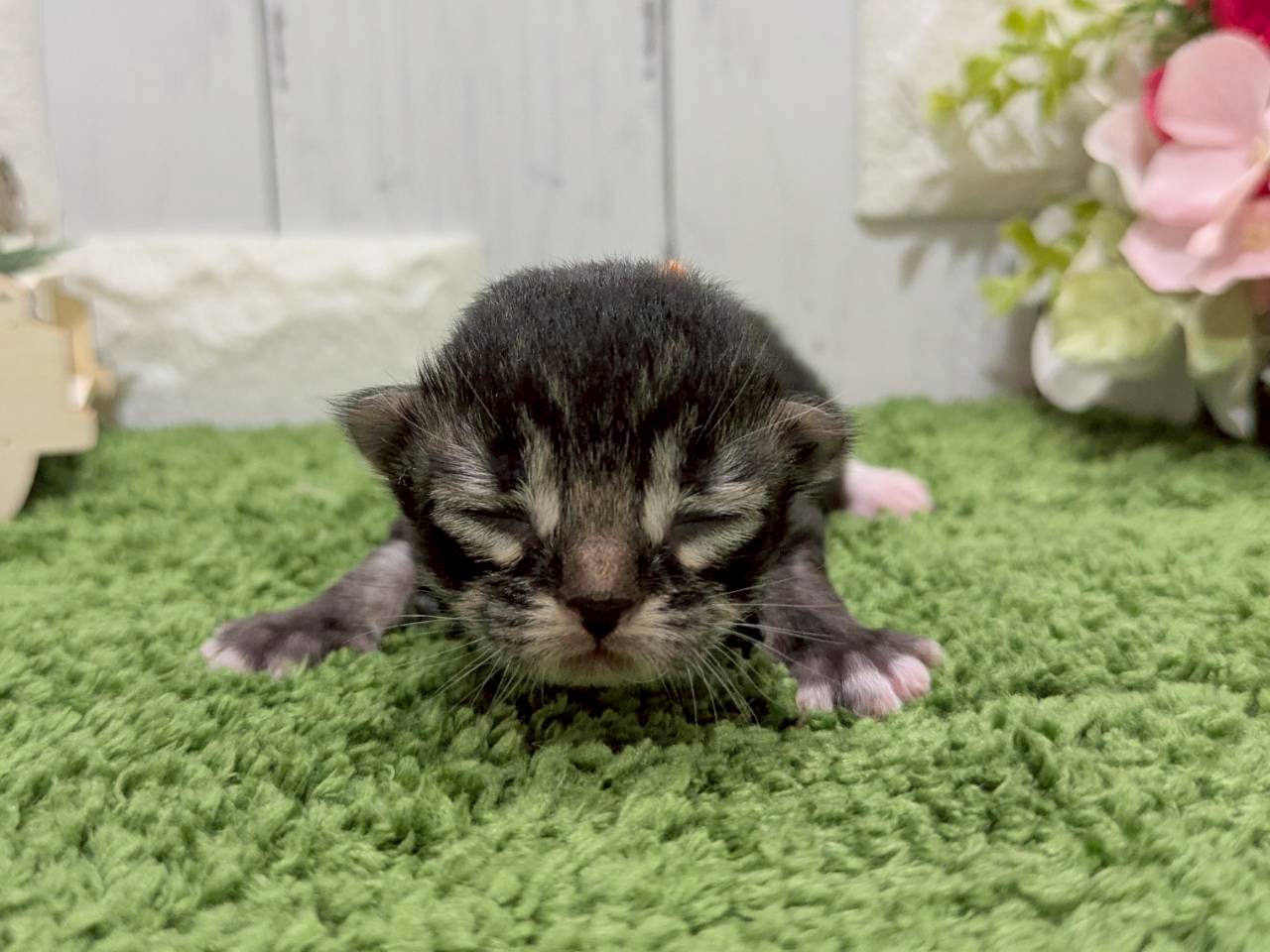 赤ちゃん写真1-1