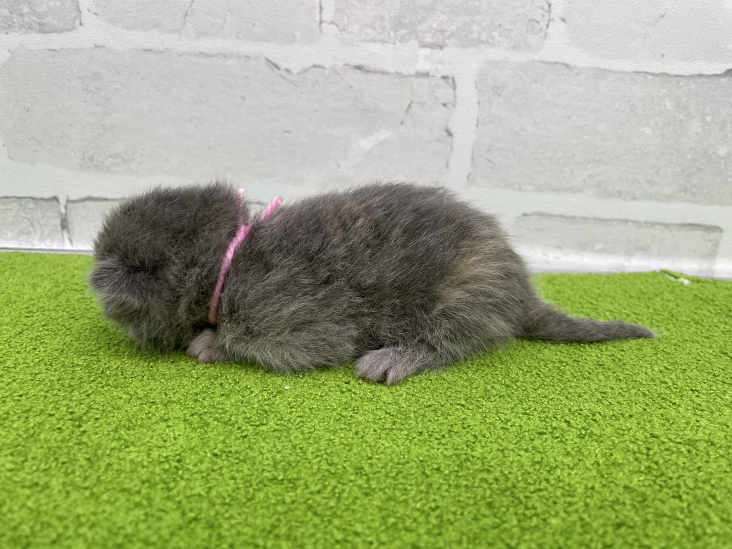 赤ちゃん写真1-2