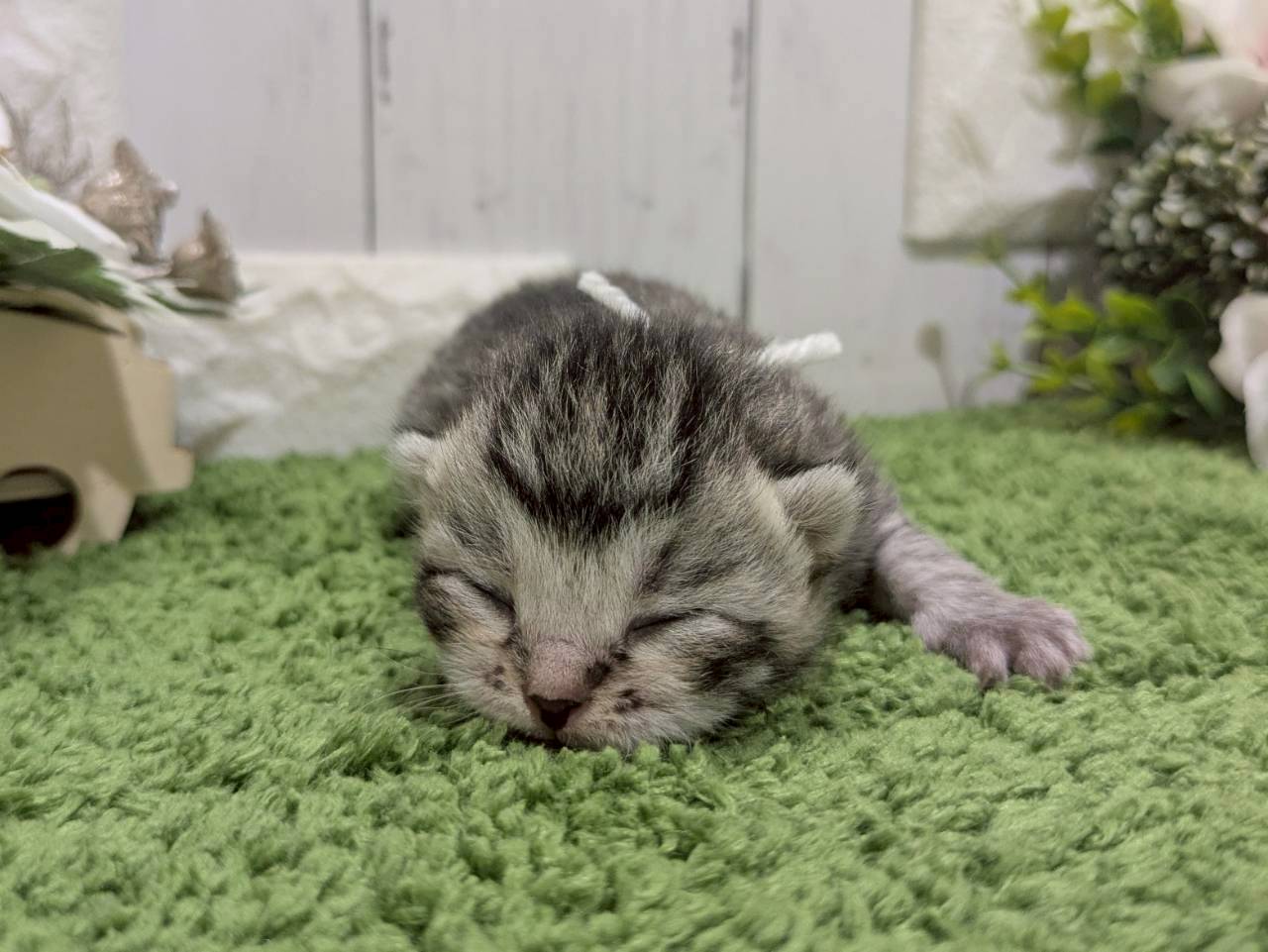 赤ちゃん写真1-1