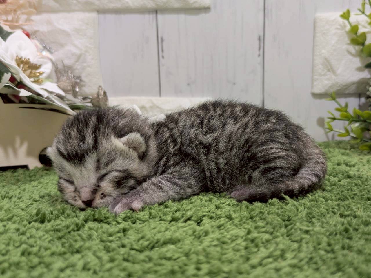 赤ちゃん写真1-2