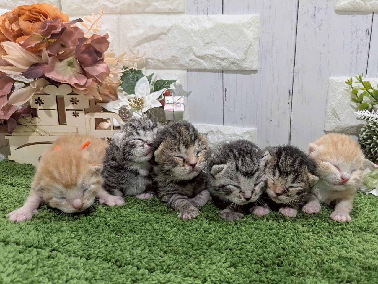 赤ちゃん写真1-3