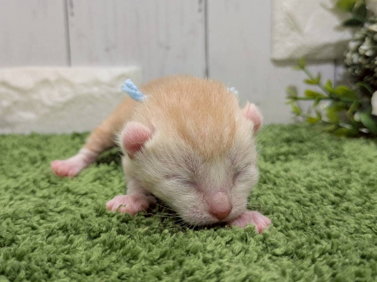 赤ちゃん写真1-1