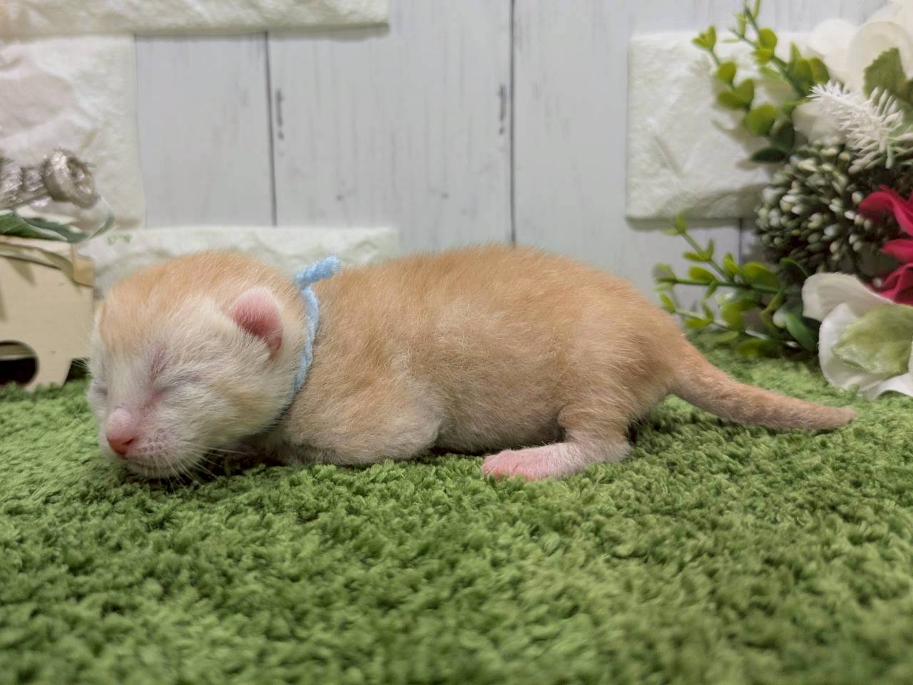 赤ちゃん写真1-2