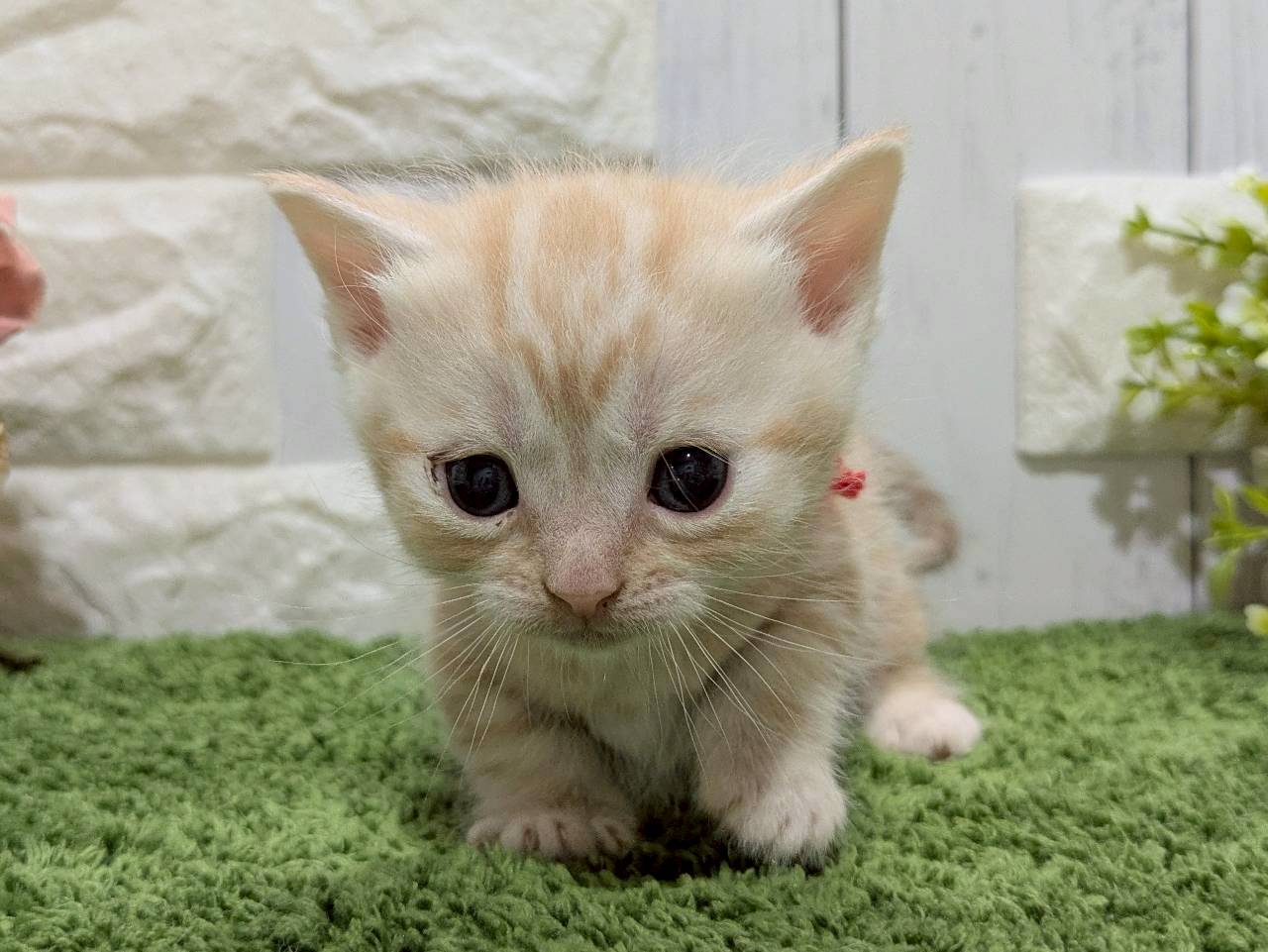 赤ちゃん写真2-1