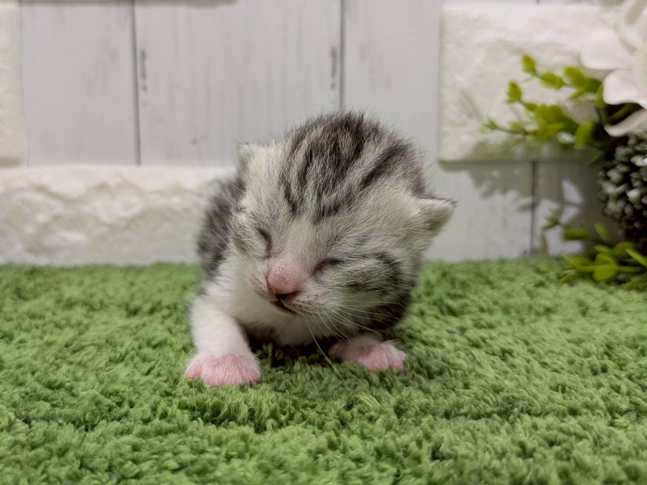 赤ちゃん写真1-1