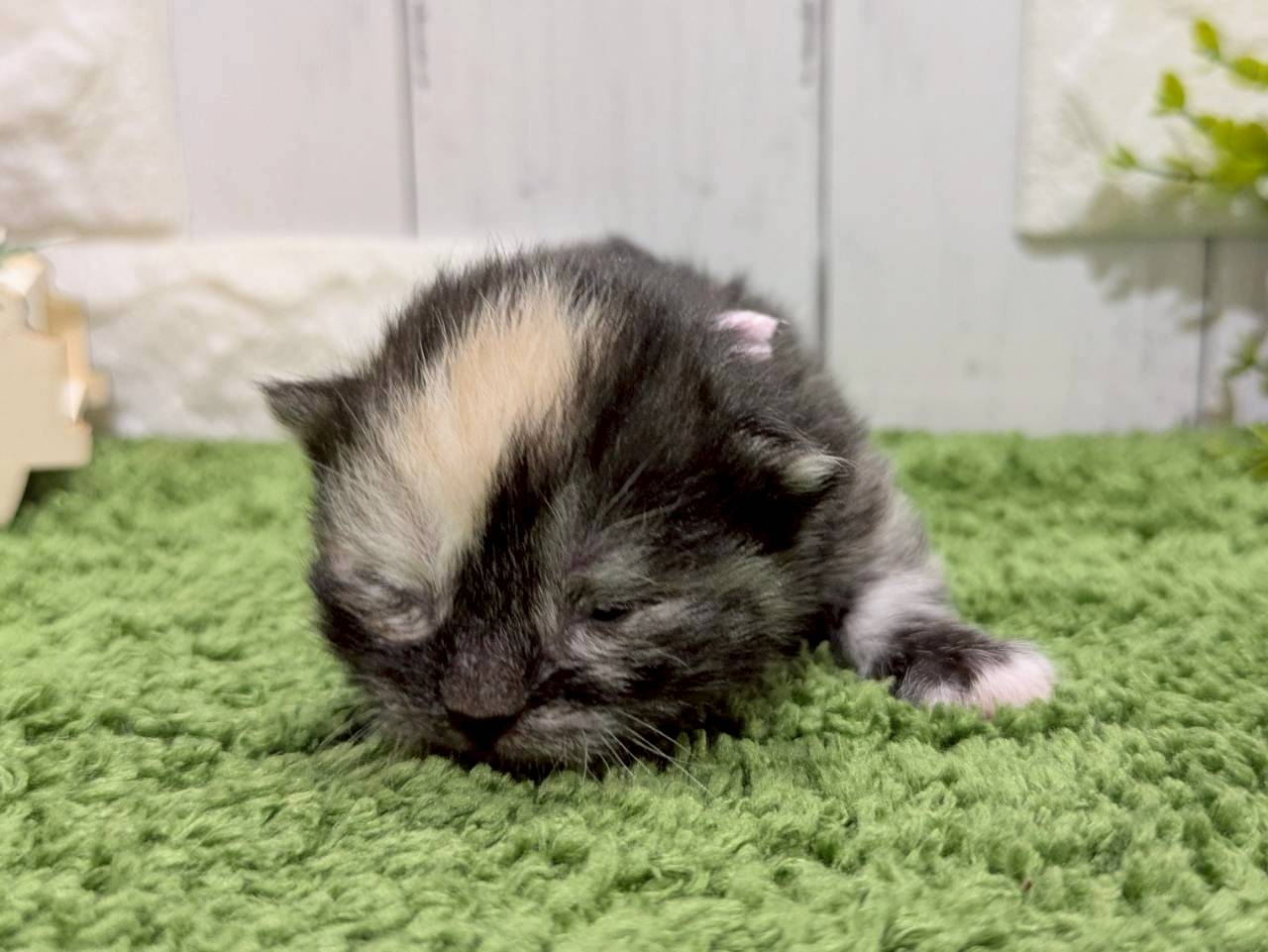 赤ちゃん写真1-1