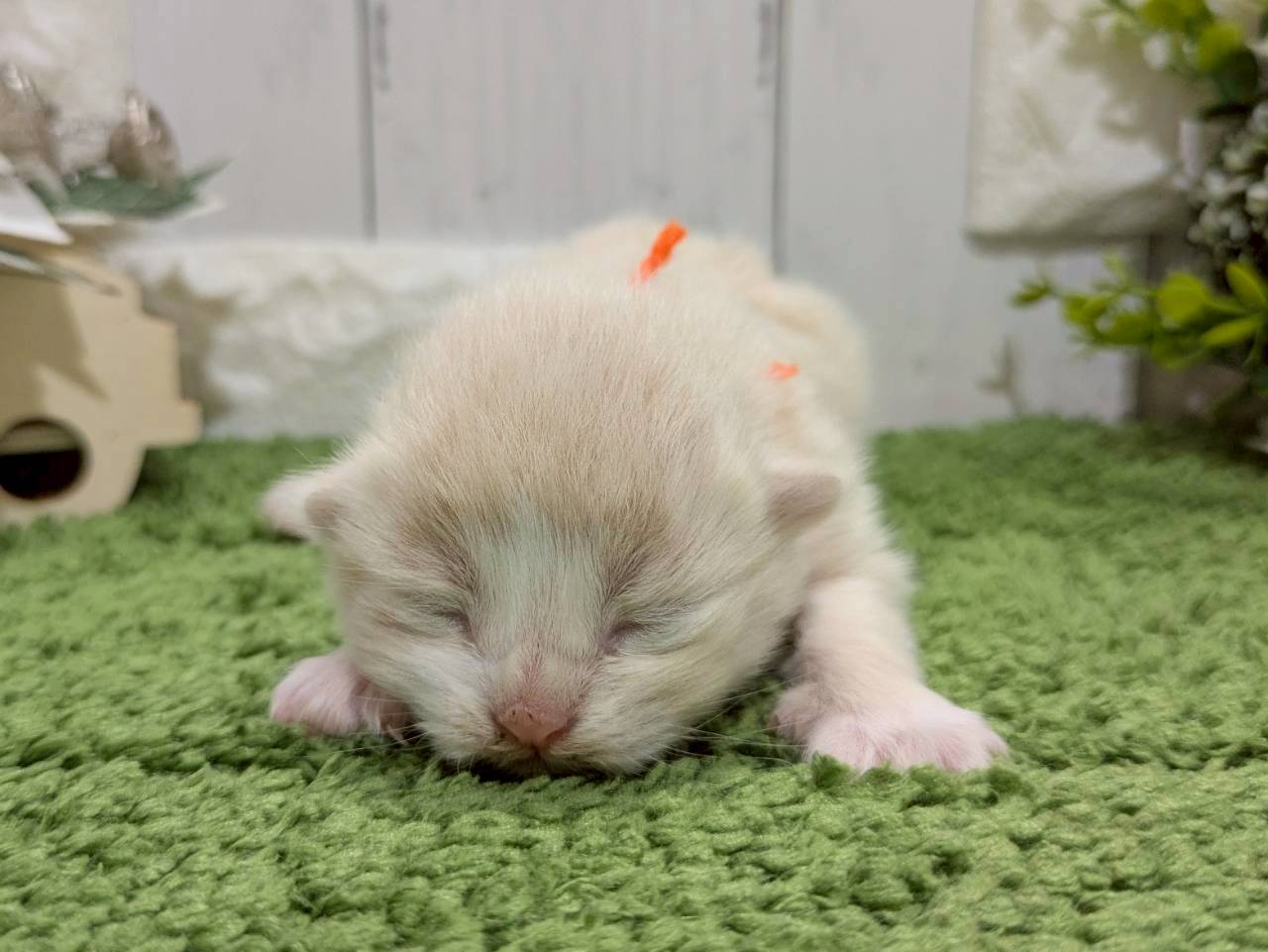 赤ちゃん写真1-1