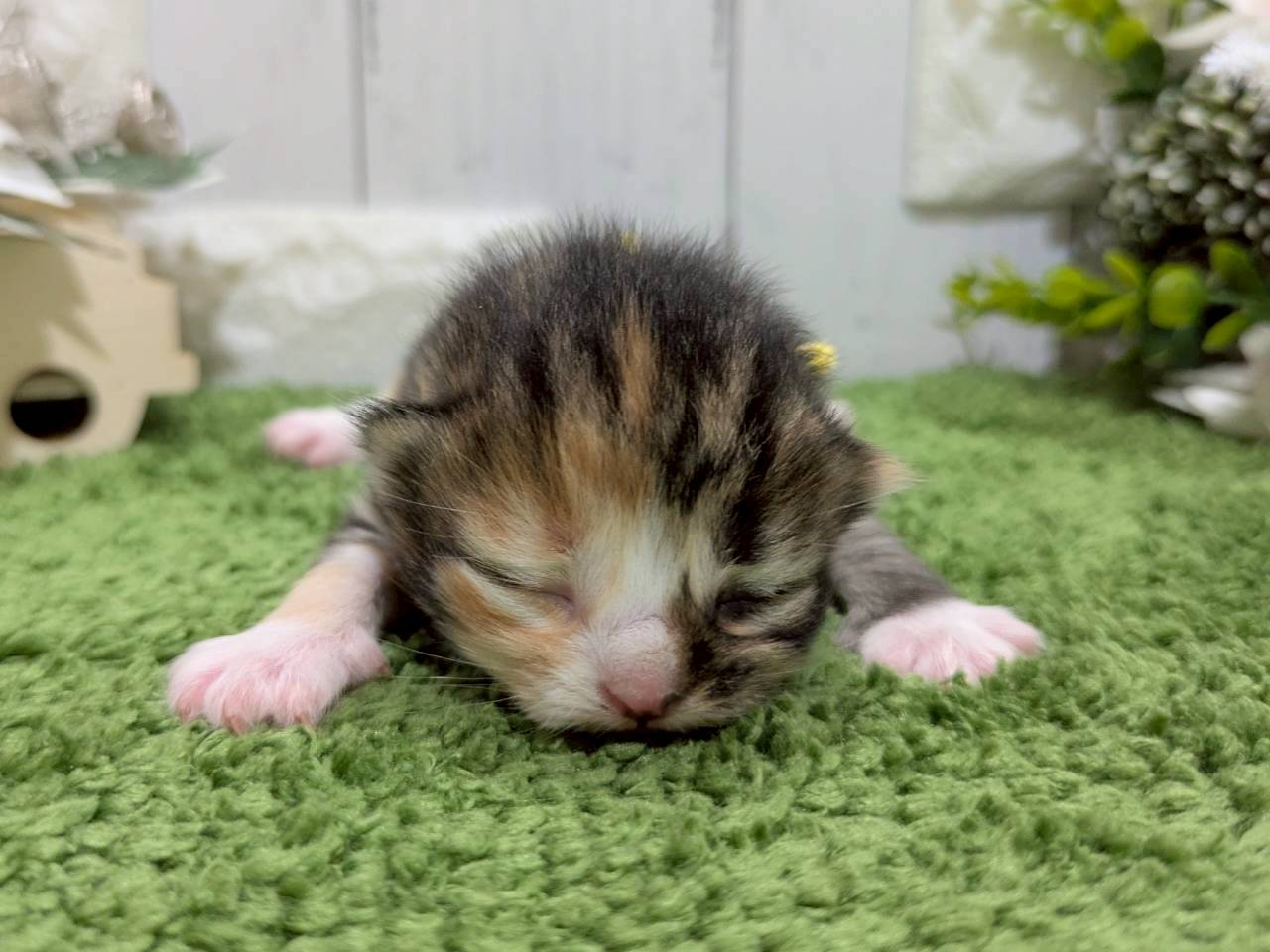 赤ちゃん写真1-1