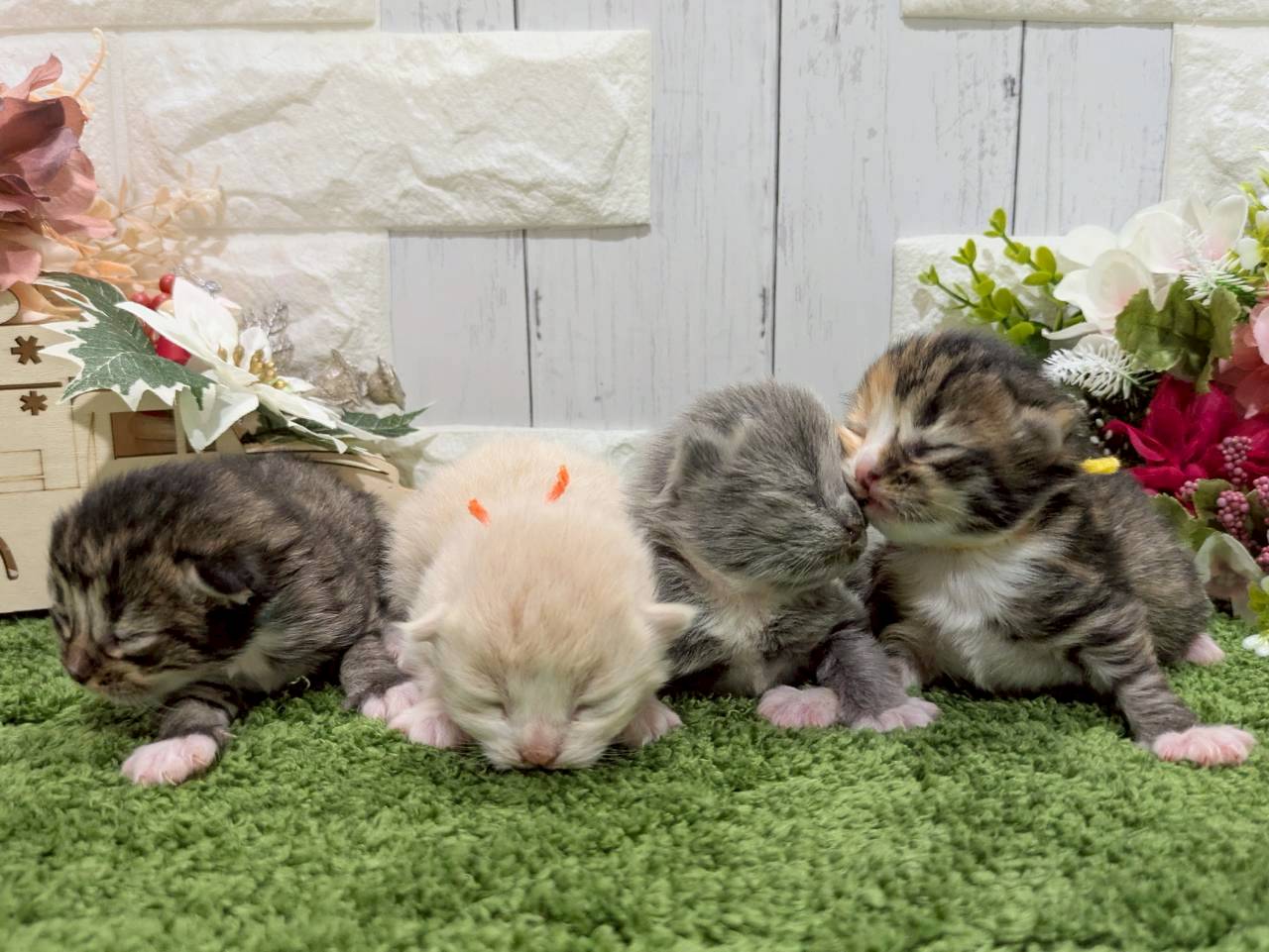 赤ちゃん写真1-3