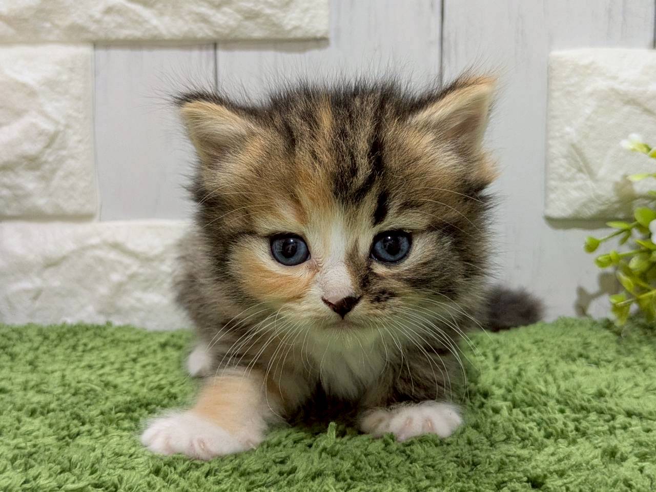 赤ちゃん写真2-1