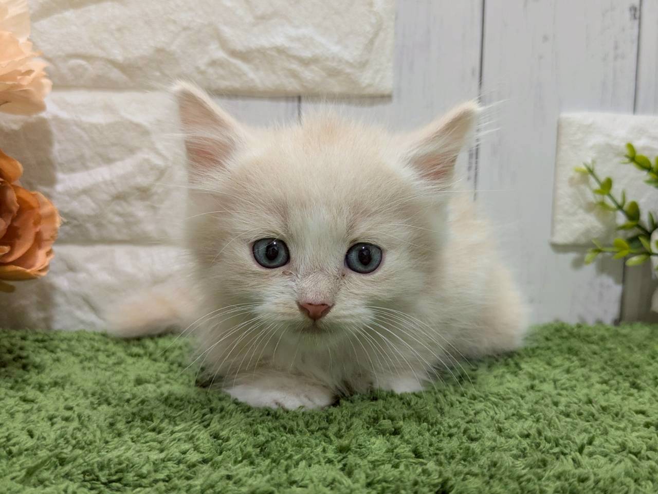 赤ちゃん写真3-1