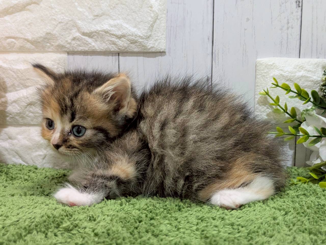 赤ちゃん写真3-2