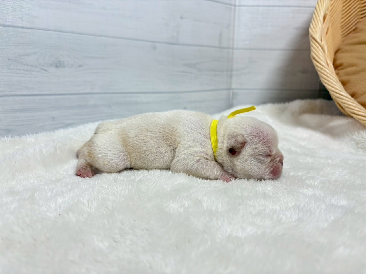 赤ちゃん写真1-2