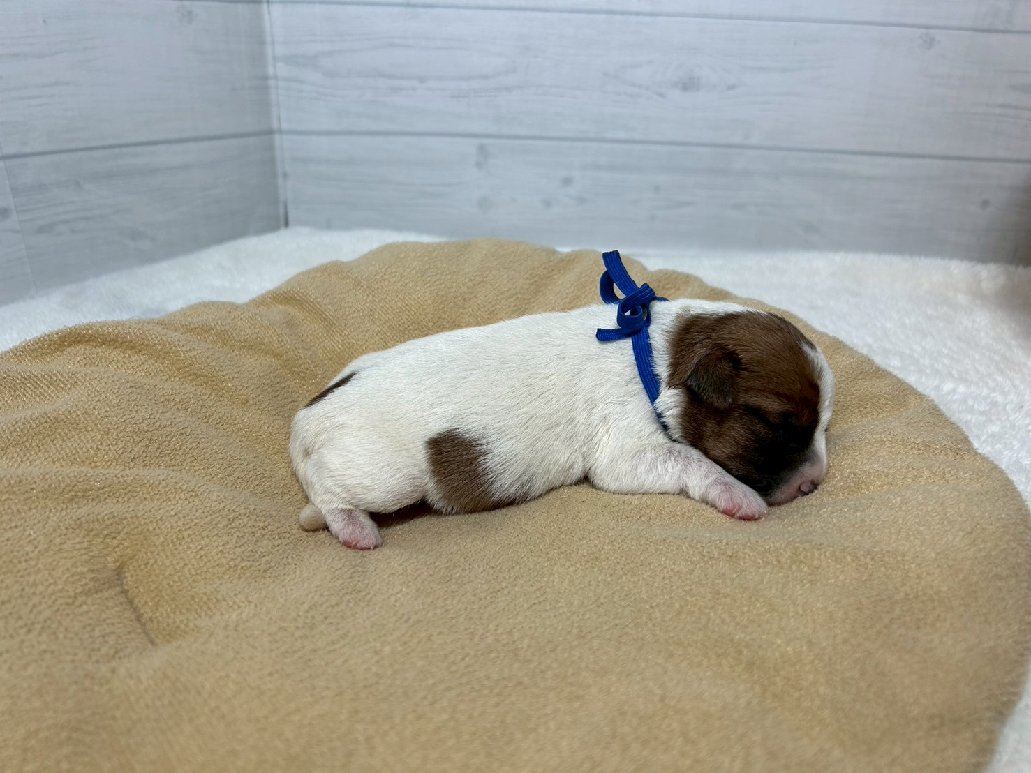 赤ちゃん写真1-2