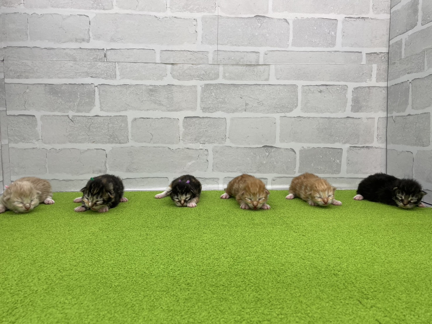 赤ちゃん写真1-3