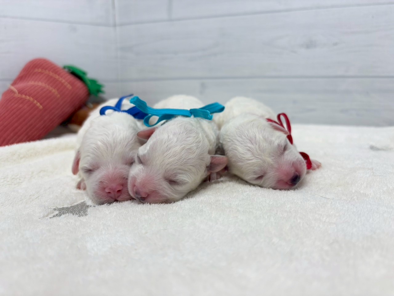 赤ちゃん写真1-3