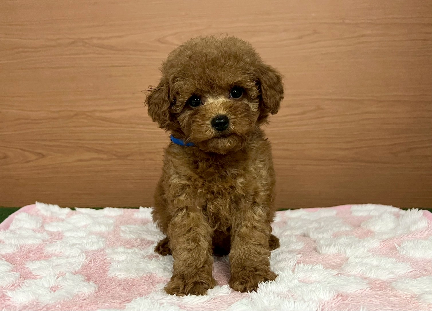 赤ちゃん写真3-1