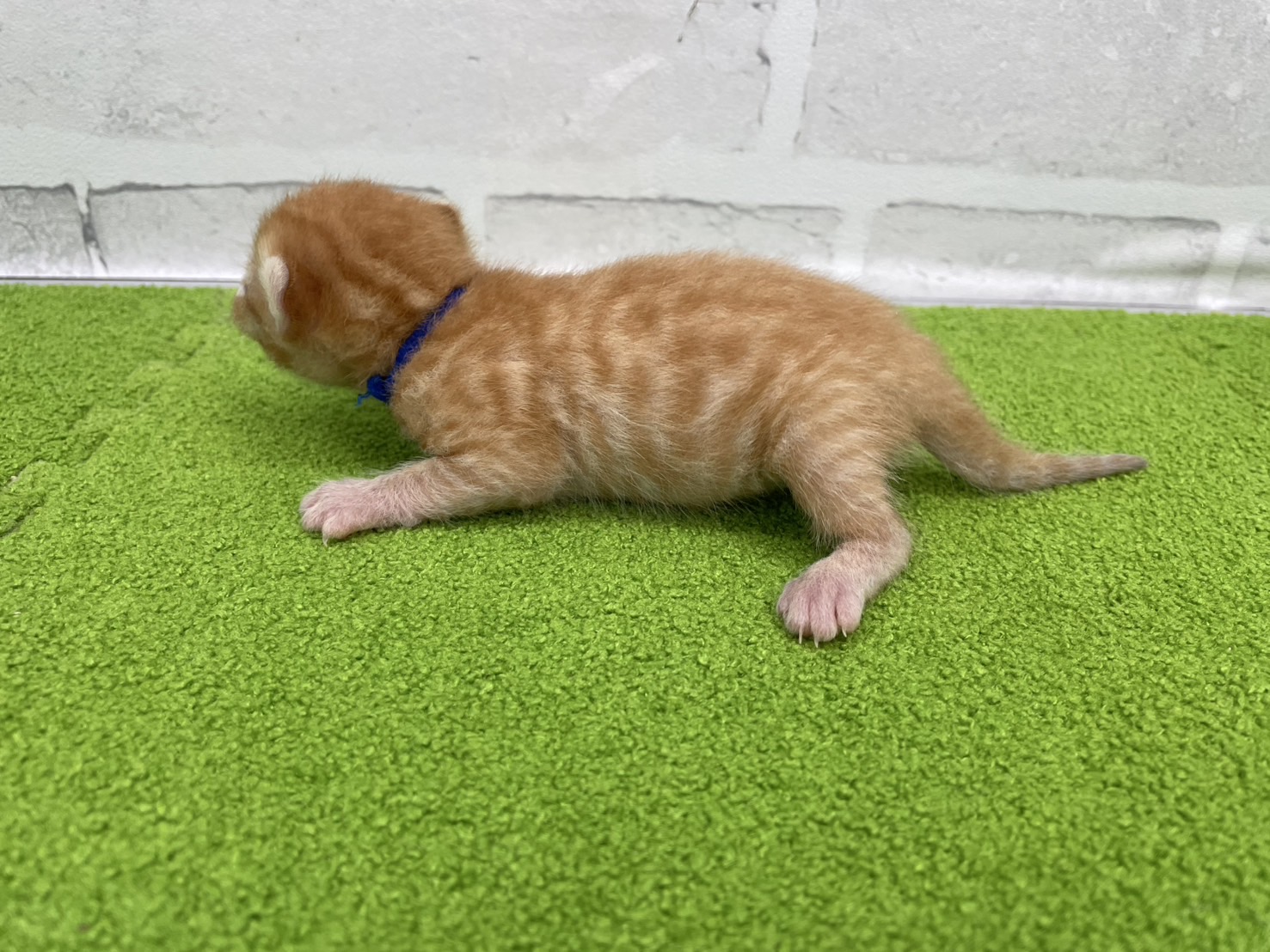 赤ちゃん写真1-2