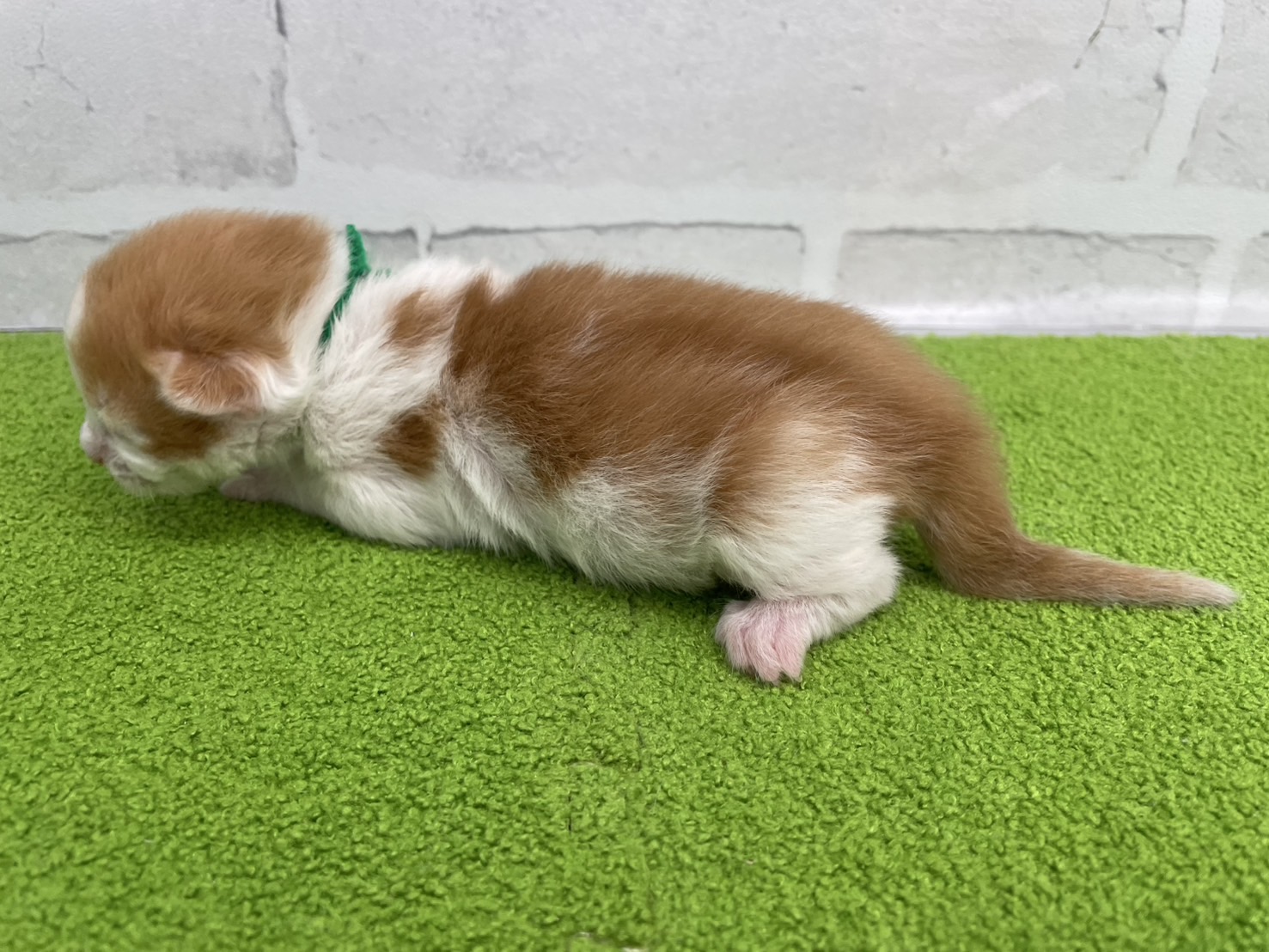 赤ちゃん写真1-2