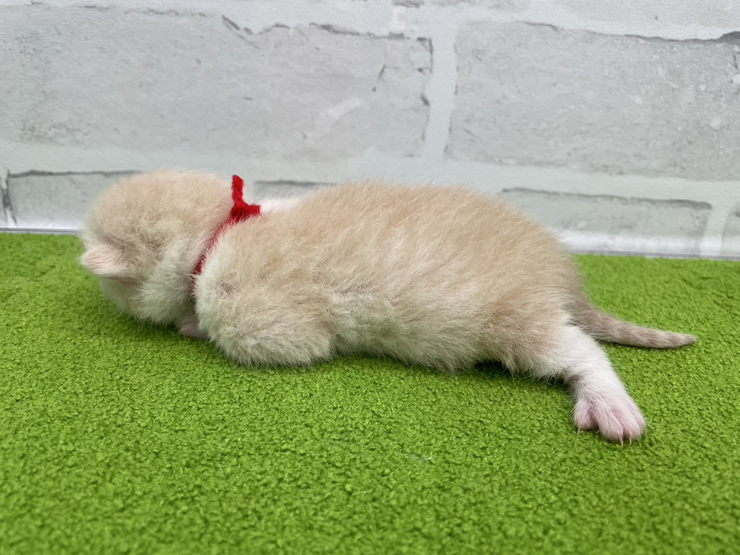 赤ちゃん写真1-2