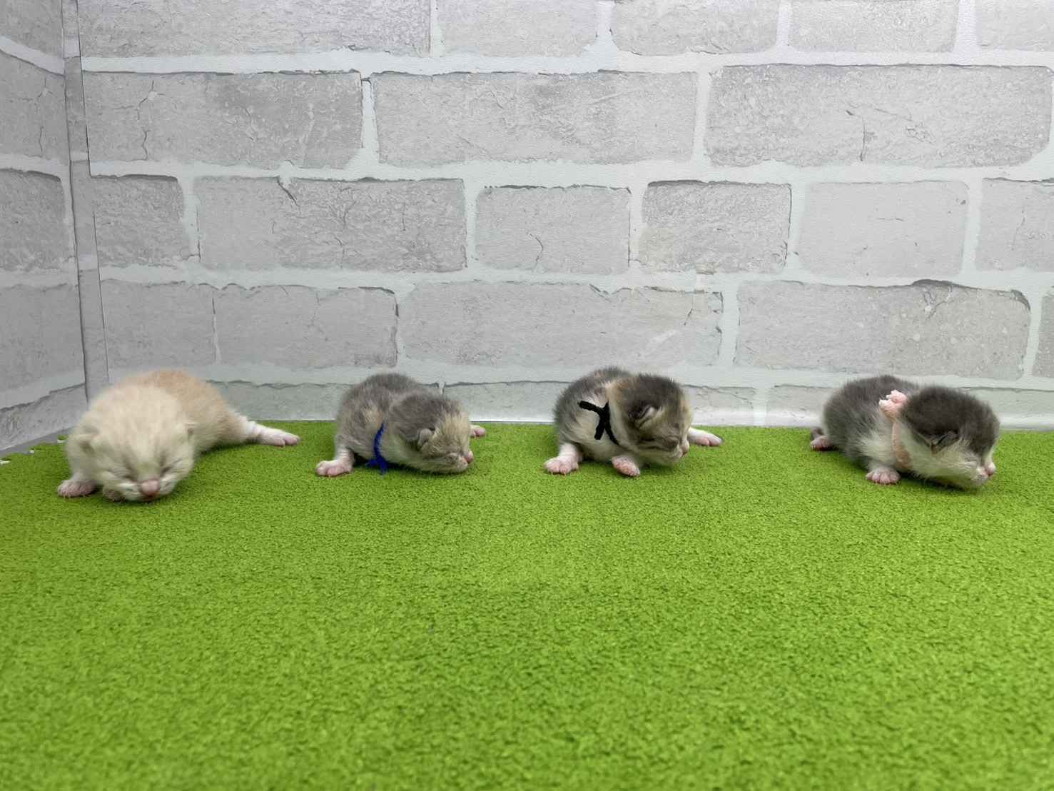 赤ちゃん写真1-3