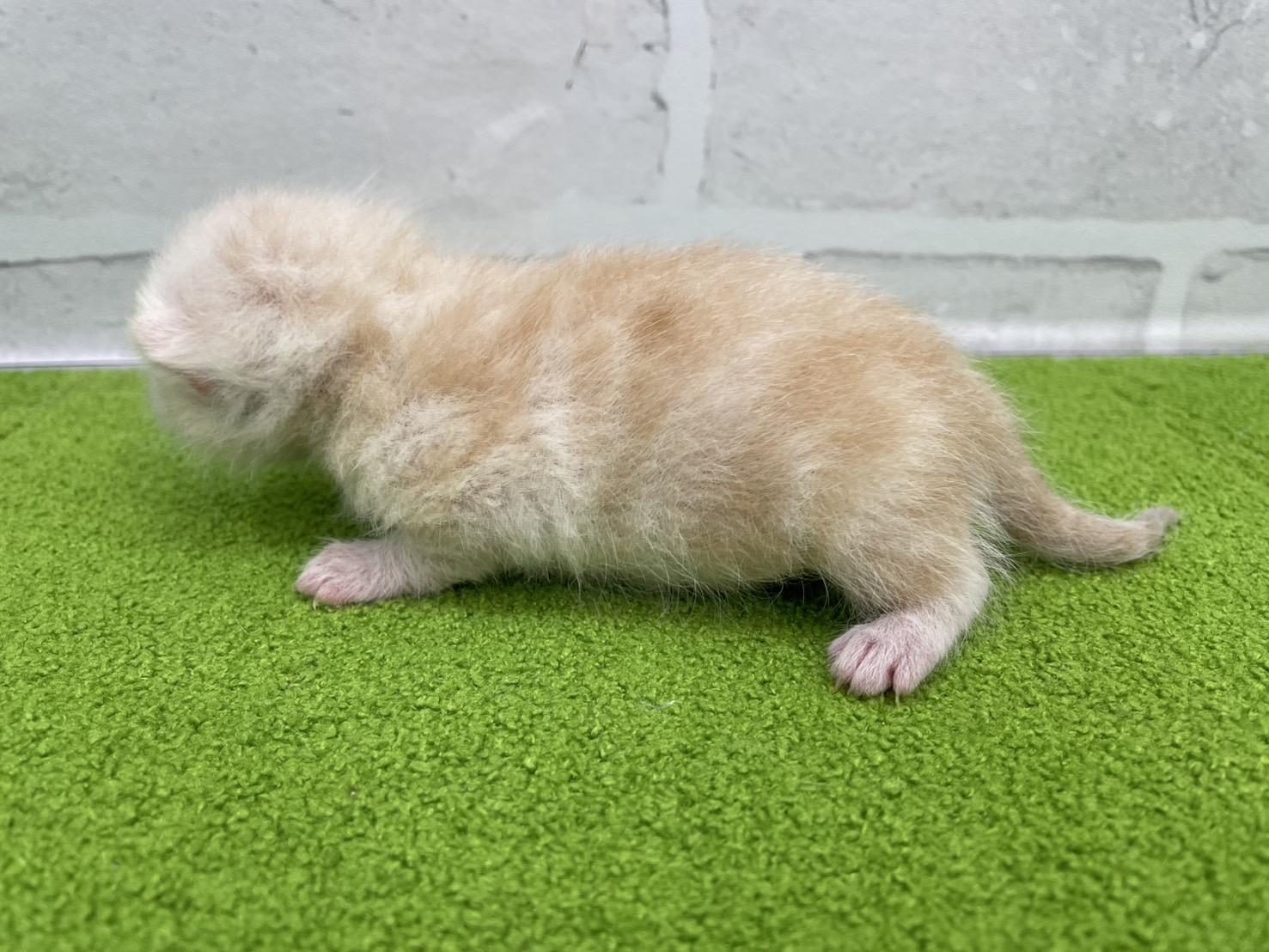 赤ちゃん写真1-2